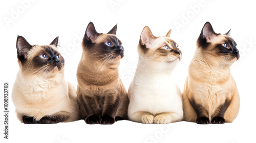 Four Siamese cats sitting in a row, and looking above. Happy animal concept. PNG. photo