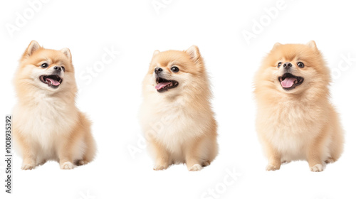 Pomeranian dogs look above, playful and fluffy against white background. Happy animal concept.