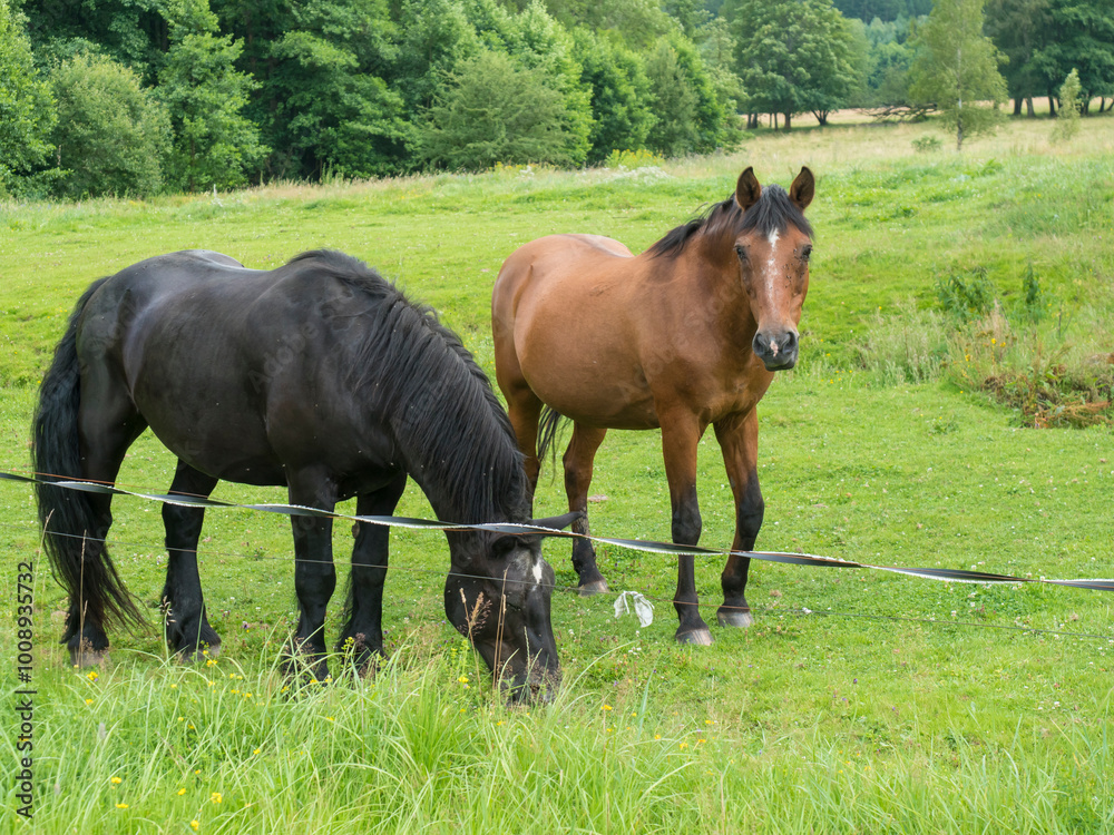 Two close up horses, ginger brown and black, grazing on summer meadow behind electric fence with leafy trees and deciduous forest background Two close up horses, ginger brown and black, grazing on summer meadow behind electric fence with leafy trees and deciduous forest background