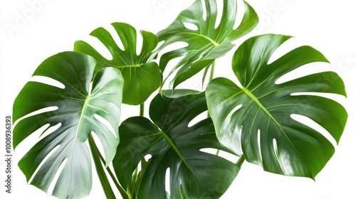 Modern Monstera plant with rich green leaves and distinctive splits, isolated on a white backdrop for a polished and contemporary appearance