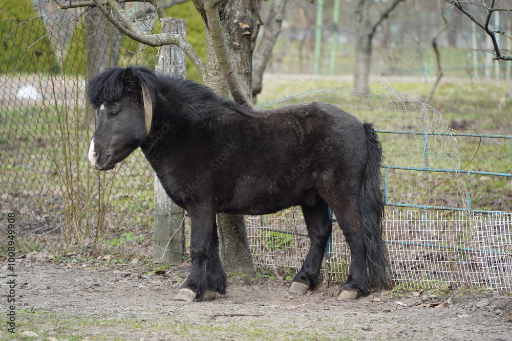 The pony stands at full height against the background of the fence and trees. The pony's stinging look. A small pony as an example of a strong friendship between an animal and a person. The pony stands at full height against the background of the fence and trees. The pony's stinging look. A small pony as an example of a strong friendship between an animal and a person.