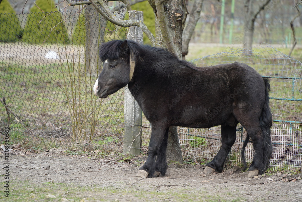 The pony stands at full height against the background of the fence and trees. The pony's stinging look. A small pony as an example of a strong friendship between an animal and a person. The pony stands at full height against the background of the fence and trees. The pony's stinging look. A small pony as an example of a strong friendship between an animal and a person.