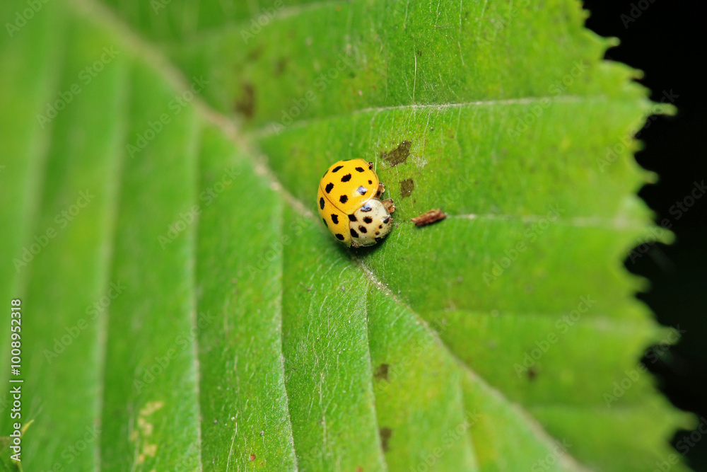 Fototapeta premium beautiful red ladybug leaf photo