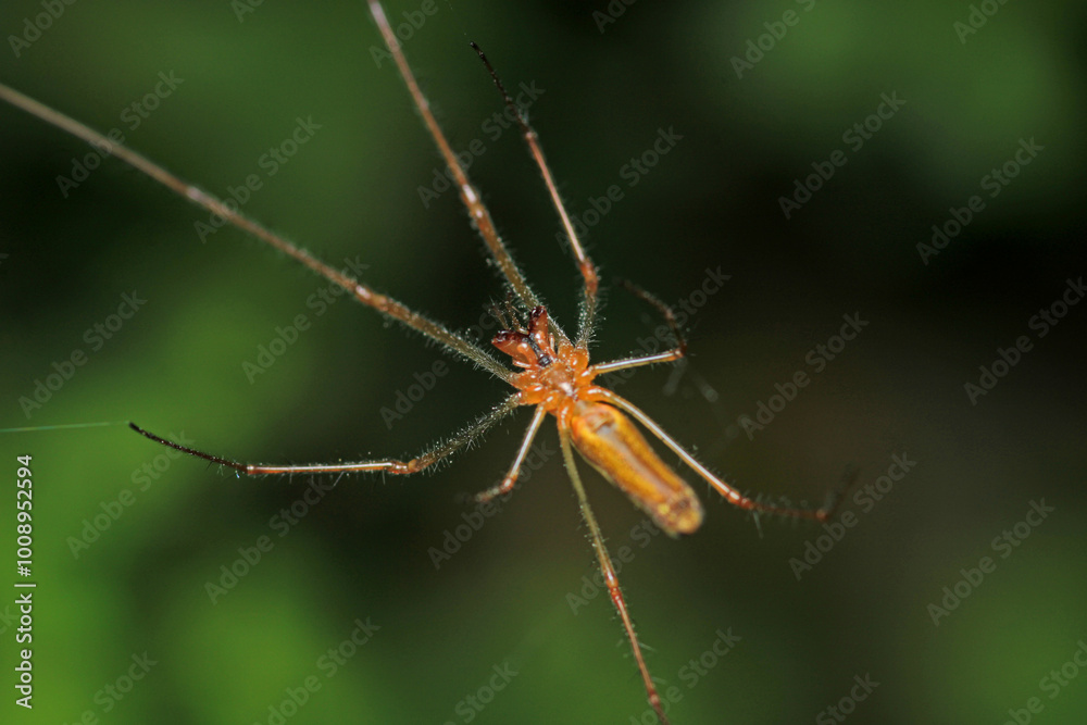 agelena labyrinthica spider macro photo agelena labyrinthica spider macro photo