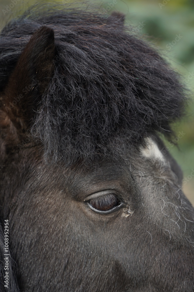 Black pony head close-up. Horse eyes, nose and mane. The pony's stinging look. Animal head. A small pony as an example of a strong friendship between an animal and a person. Black pony head close-up. Horse eyes, nose and mane. The pony's stinging look. Animal head. A small pony as an example of a strong friendship between an animal and a person.
