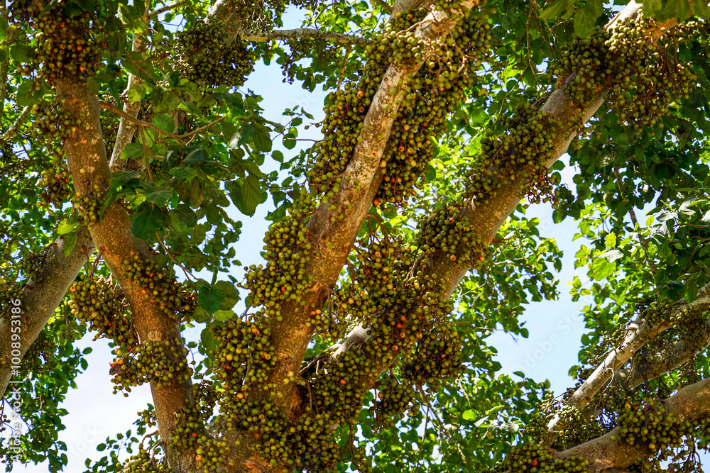 Obraz premium Coffee tree in the forest