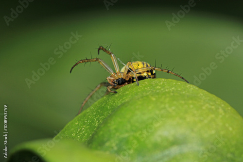 Natural Linyphia Triangularis Spider Macro Photo photo