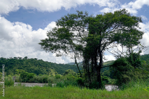 trees in the forest