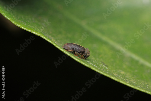 agrilus planipennis insect macro photo photo