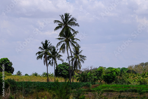 palm trees on the blue sky