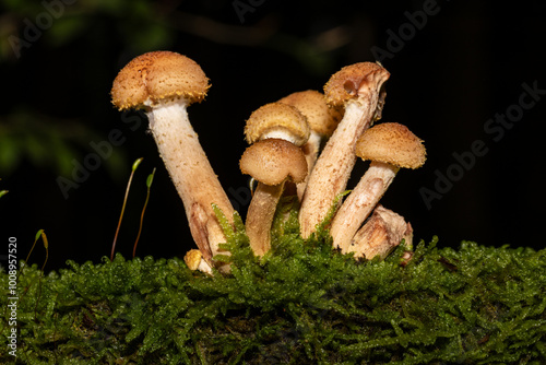 Eine Pilzfamilie in herbstlicher Umgebung photo