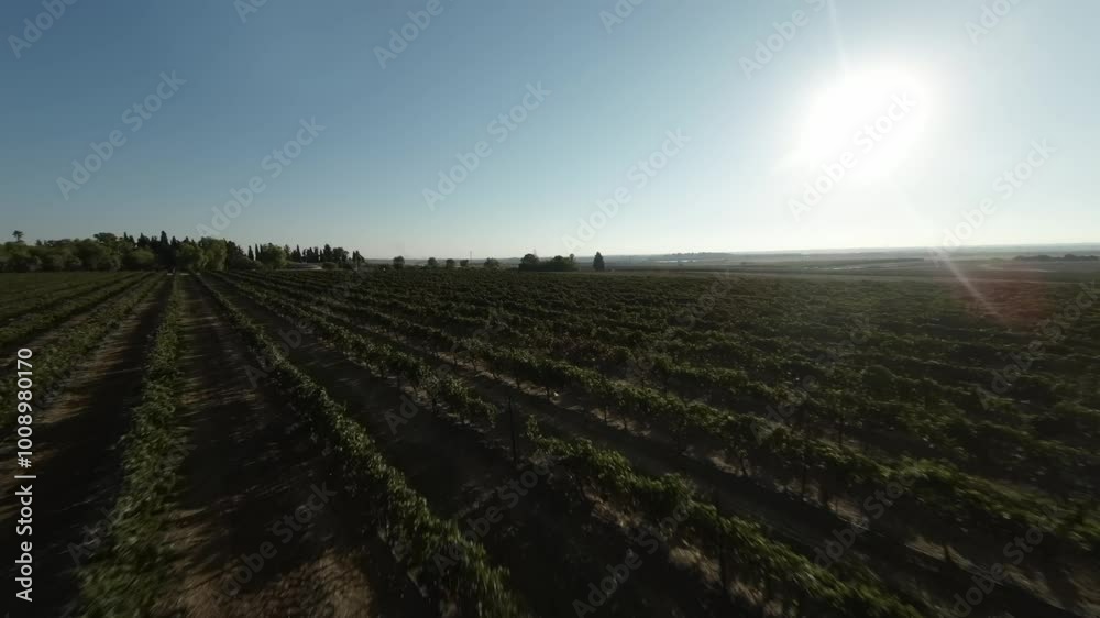 Aerial video over Latron israel vineyards fpv