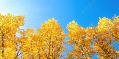 Vibrant autumn trees showcase bright yellow leaves against a clear blue sky, embodying the beauty of the fall season.