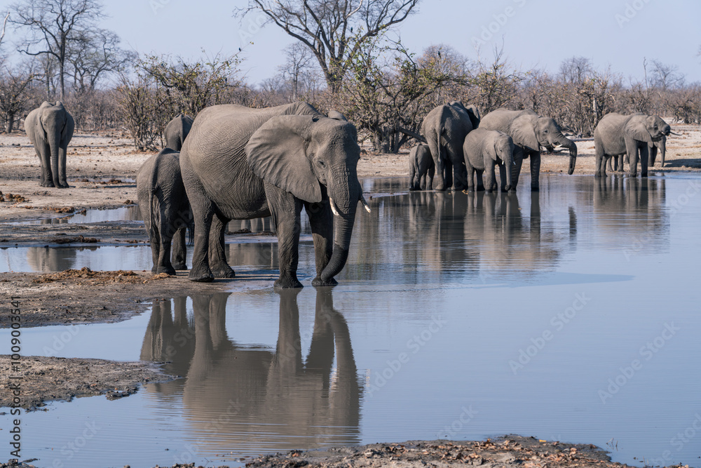 Obraz premium Elephant herd in a pond with a reflection seen on safari in Botswana