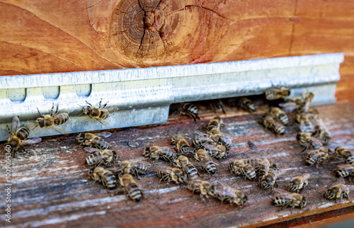 Wooden hive and bees. Bees fly in and out of the hive. photo