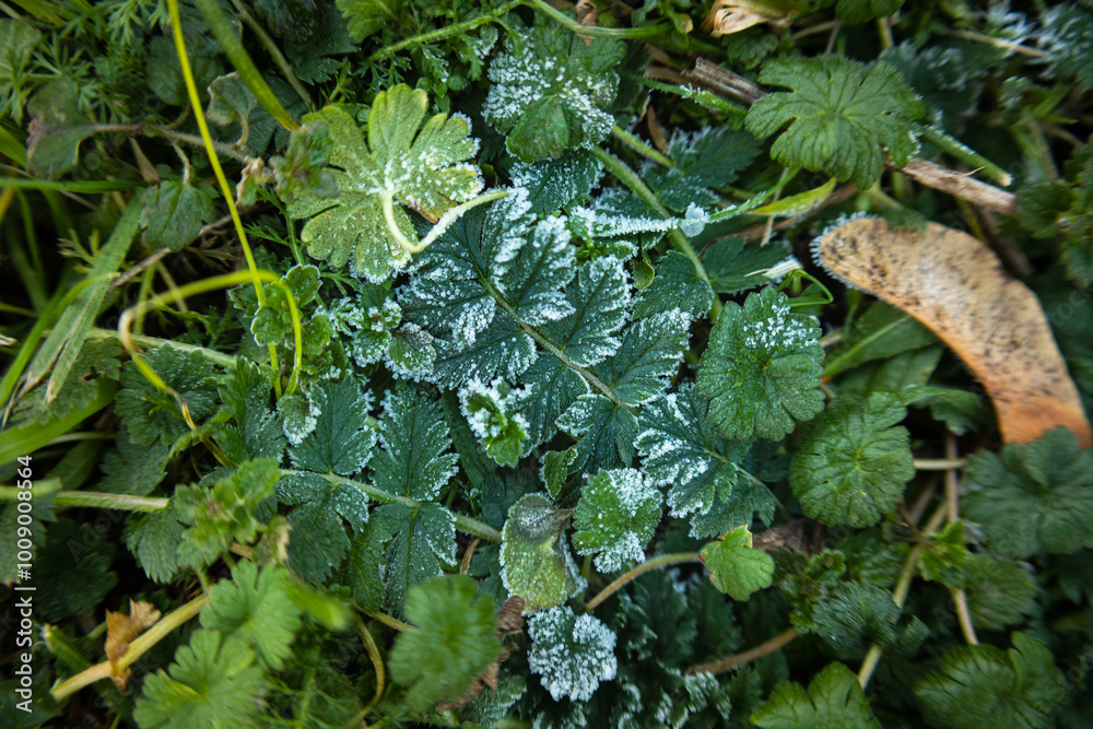 frost on a leaf frost on a leaf