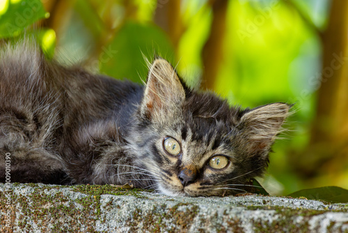 こちらを見つめる子猫