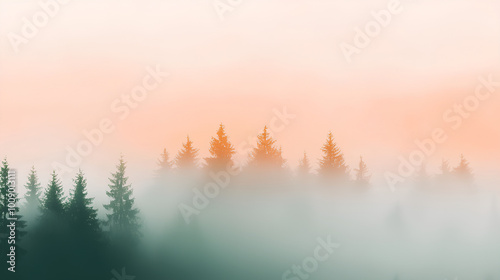 Forest with trees in the background and a foggy sky