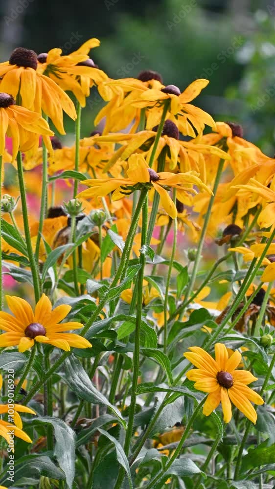 Beautiful yellow flowers in the garden. Rudbeckia hirta, black-eyed Susan. Beautiful yellow flowers in the garden. Rudbeckia hirta, black-eyed Susan.