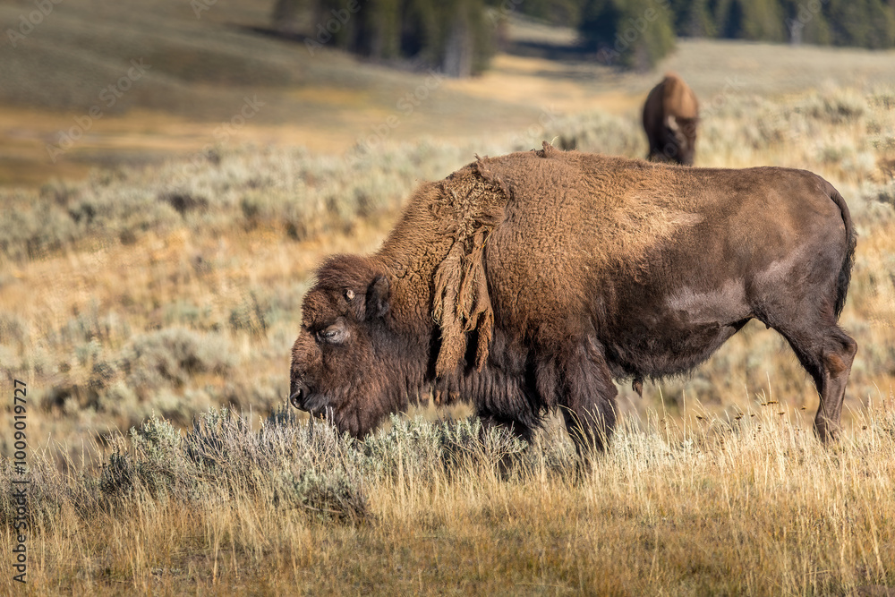 Grazing bison in the Yellowstone National Park, USA