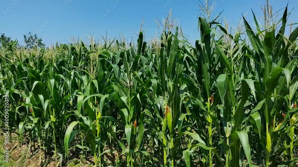 Selective focus. Corn field and blue sky.
Selective focus. Corn field and blue sky.
