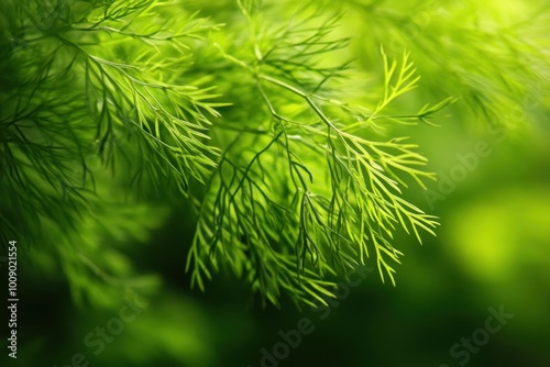 Dill Leaves in Sunlight