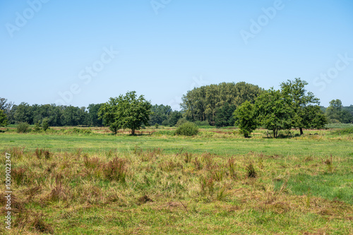 Green meadows at a Flemish nature reserve in Schulen, Limburg, belgium