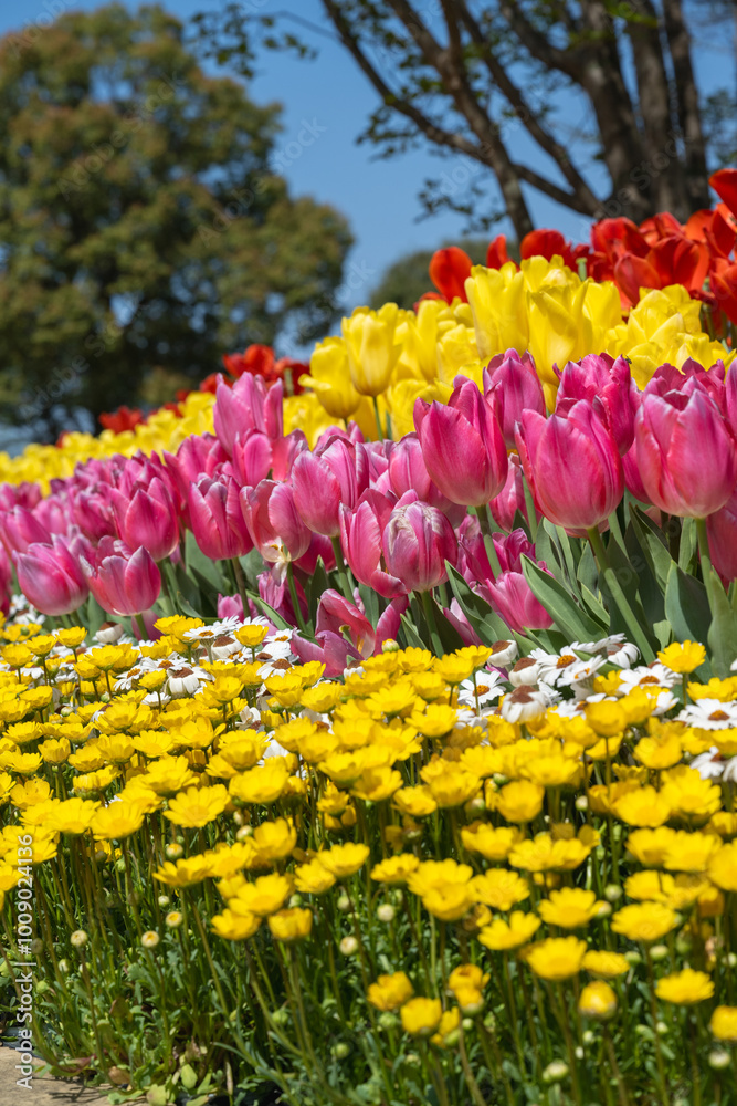 Many color tulips in the garden. Many color tulips in the garden.