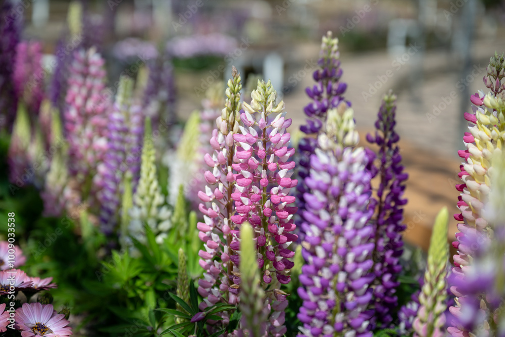 Obraz premium Lupinus polyphyllus in the garden.