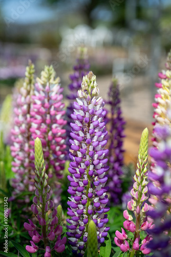 Lupinus polyphyllus in the garden.