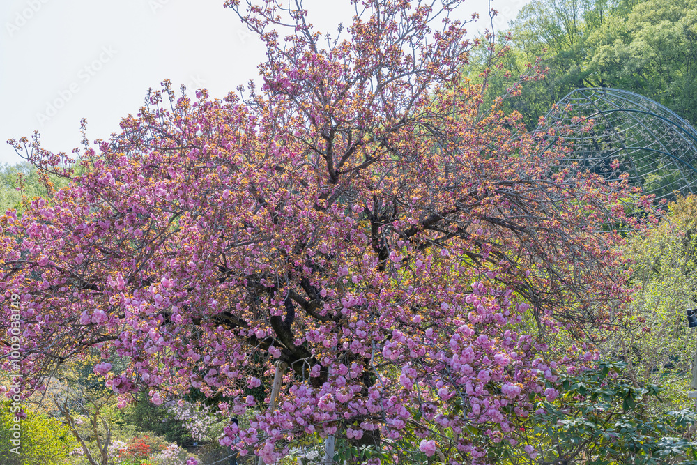 Blooming purple cherry blossom tree in Japan Blooming purple cherry blossom tree in Japan
