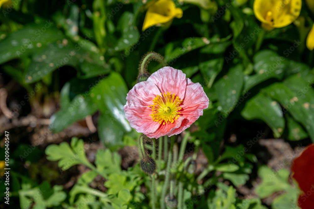 Corn poppy flowers in the garden. Corn poppy flowers in the garden.