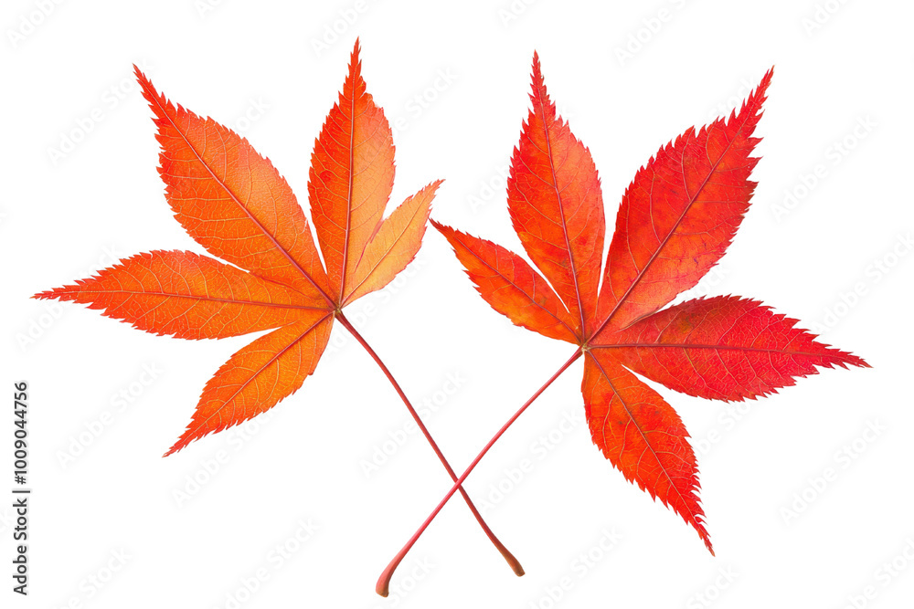 Two vibrant red leaves showcasing the beauty of autumn, perfect for seasonal decor and nature-themed designs. Two vibrant red leaves showcasing the beauty of autumn, perfect for seasonal decor and nature-themed designs.