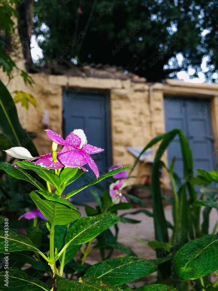 Fototapeta premium Purple flower 