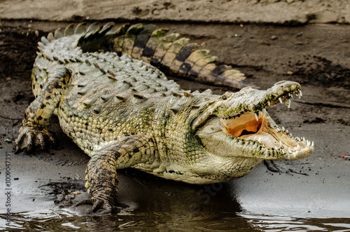 Les derniers dinosaures  photo