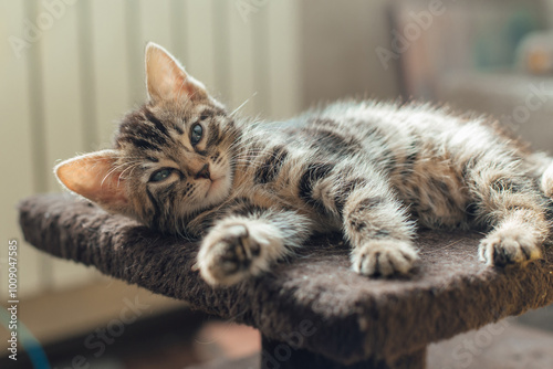 Cute bengal kitten laying on a soft cat's shelf of a cat's house.