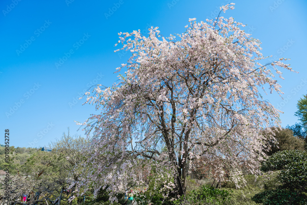 Blooming cherry blossom trees in Japan Blooming cherry blossom trees in Japan