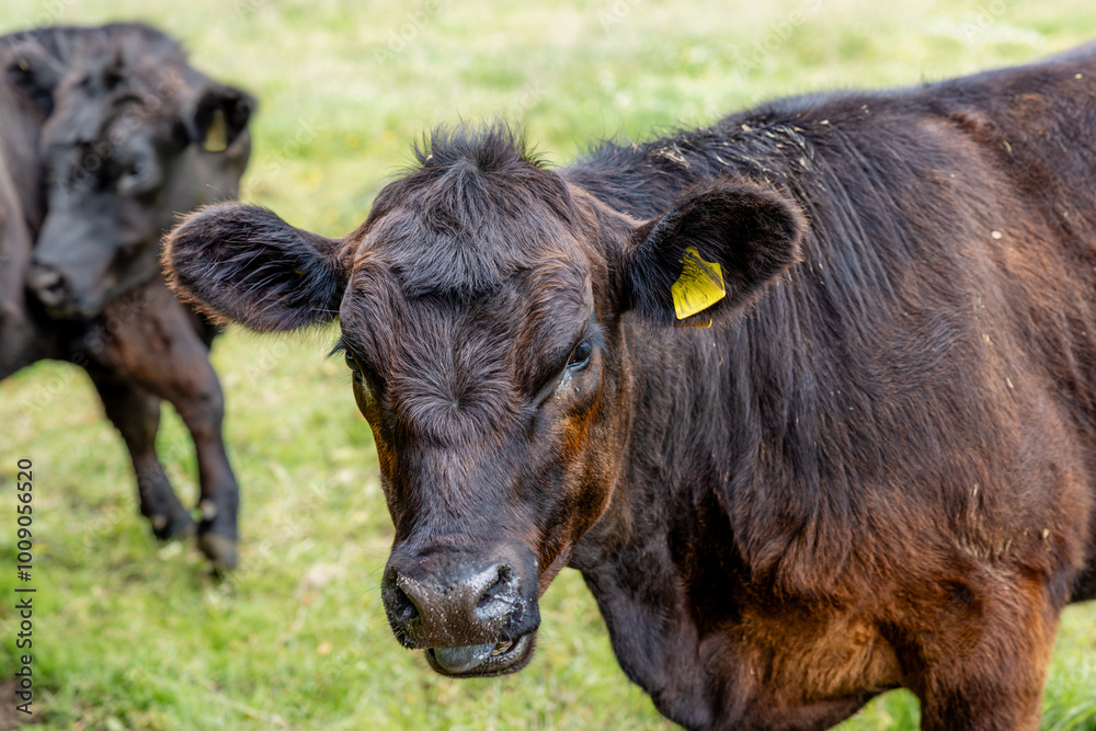 Close-up of a black and tan cow with tagged ear in a grassy field, accompanied by another cow, she is looking directly at the camera, with tongue poking out while the other cow has its head turned Close-up of a black and tan cow with tagged ear in a grassy field, accompanied by another cow, she is looking directly at the camera, with tongue poking out while the other cow has its head turned