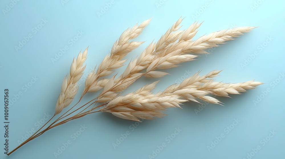Dried Wheat Stalks on a Blue Background Dried Wheat Stalks on a Blue Background