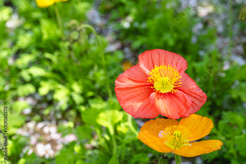 Corn poppy flowers in the garden.