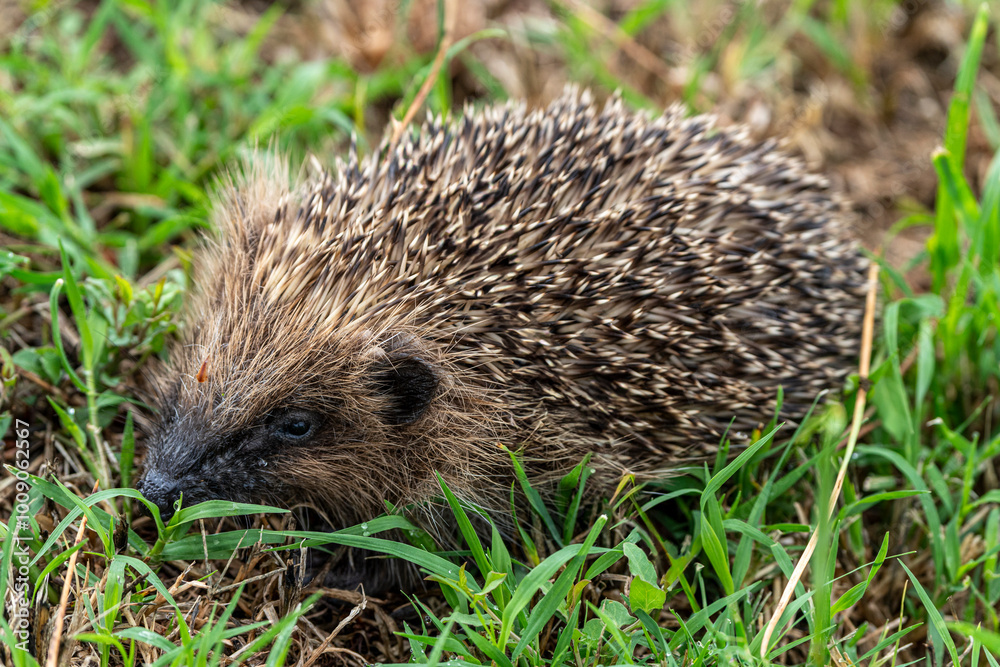 France - European Hedgehog (Erinaceus europaeus) France - European Hedgehog (Erinaceus europaeus)