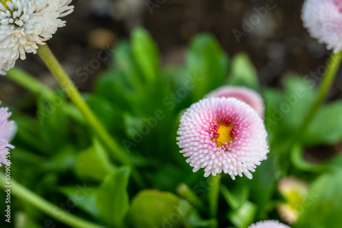 Bellis perennis in the garden.Pink bellis pomponette.