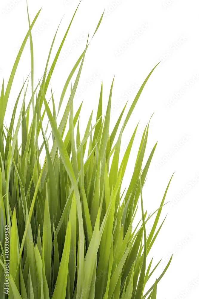 Green grass blades against a white background Green grass blades against a white background