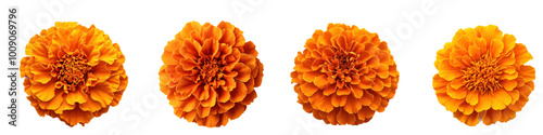 A vibrant marigold flower (cempasÃºchil) with rich orange petals, isolated on a transparency background