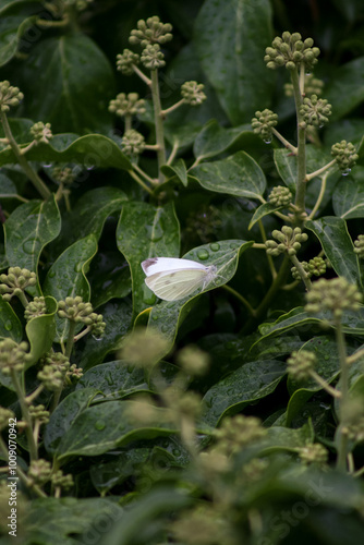 White butterfly in a green Heliotropium foertherianum plant. Leptidea juvernica. Vertical photo