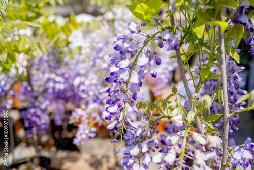 Wisteria floribunda flowers in the garden. photo