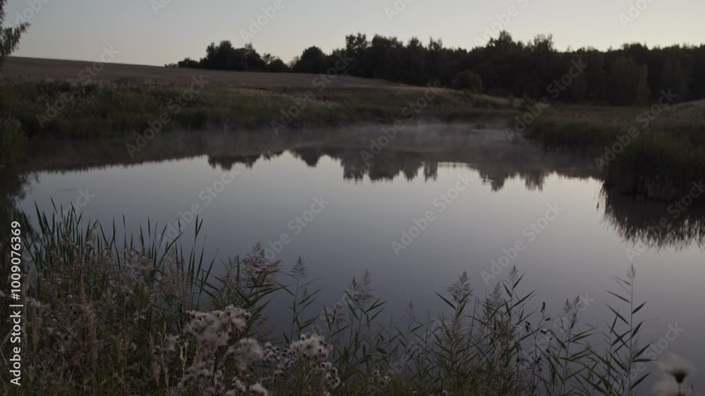 Plants on shore of lake with reflecting water during sunset