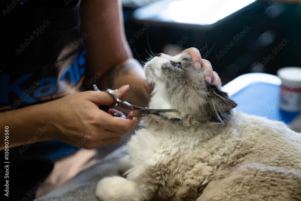 Cat Trimming Cat Trimming