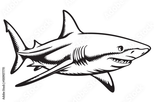 shark isolated on white background