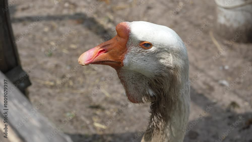 blue eye of a white goose close-up. goose with a yellow beak. the concept of raising geese as a business. blue eye of a white goose close-up. goose with a yellow beak. the concept of raising geese as a business.
